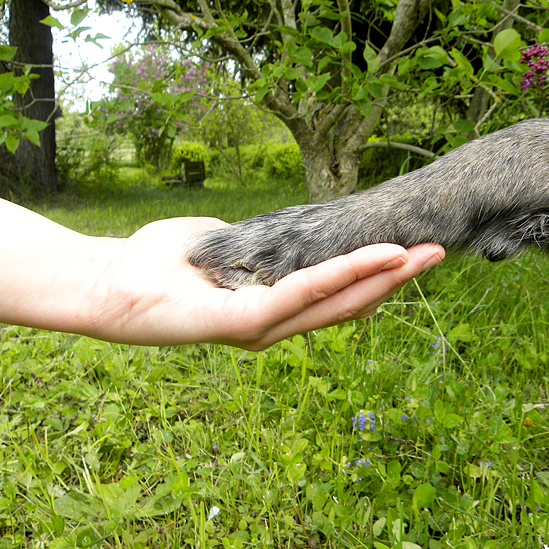 hund-mensch