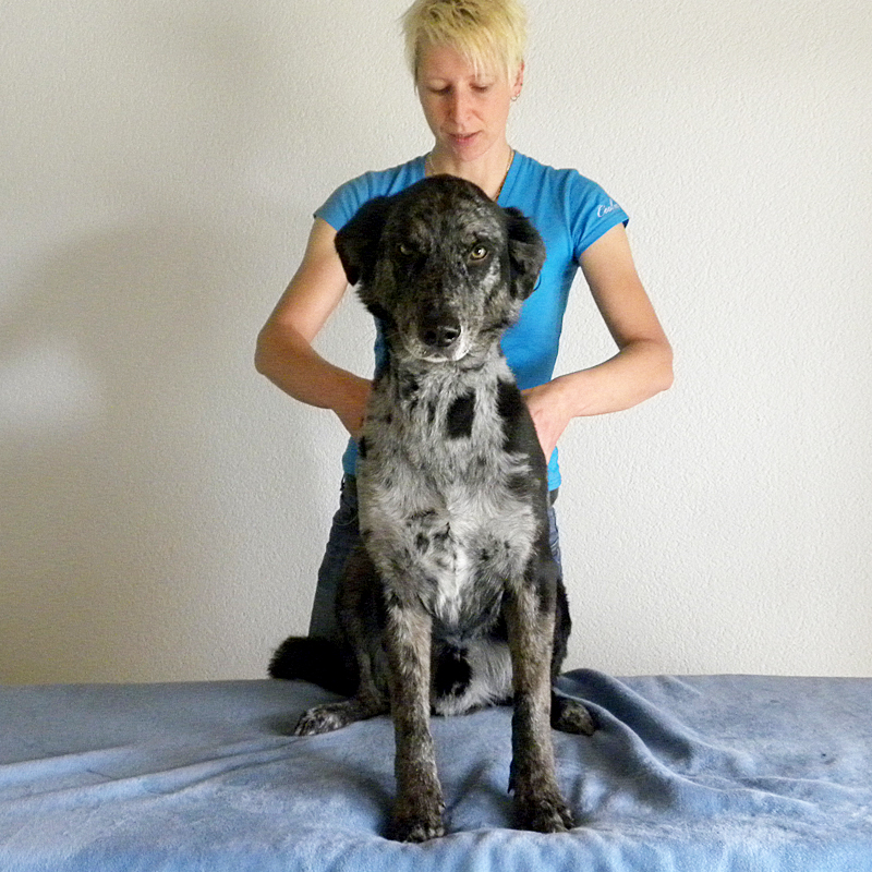 hund-osteopathie hund-osteopathie